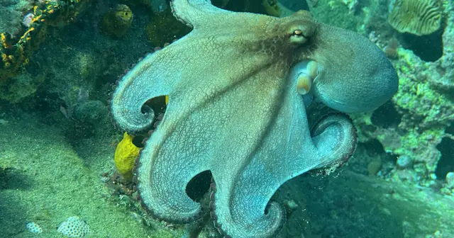 EmailOctopus、激戦のメール配信市場を「安さ」だけで登ってARR $3M。広告開始はMRR $22Kに達してからだった