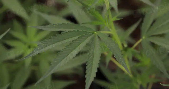 Green Market Report: A Cannabis-Industry Financial News Site’s 3x-Revenue, Six-Week Speed Sale Amid Founder Burnout